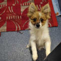 Photo of Remy