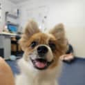 Photo of Remy