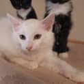 Photo of Chirrup