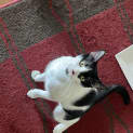 Photo of Banjo