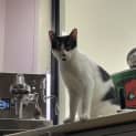 Photo of Banjo