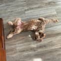 Photo of Dexter 14 Month Old Cavoodle (Trial)