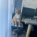 Photo of Chip