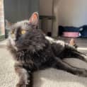 Photo of Astro **2nd Chance Cat Rescue**