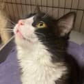 Photo of January **2nd Chance Cat Rescue**