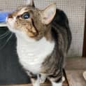 Photo of Kitty