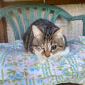 Photo of Kitty