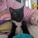 Photo of Freya