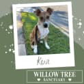 Photo of Kiwi