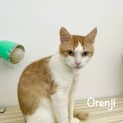 Photo of Orenji