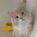 Photo of Pecan