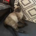 Photo of Roku**2nd Chance Cat Rescue**