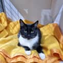 Photo of Seraphina