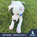Photo of Maggie   10 Week Old Staffy X