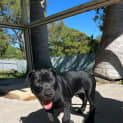 Photo of Sirius 9 Week Old Staffy X (Trial)