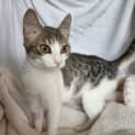 Photo of Aurora