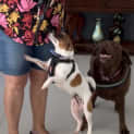 Photo of Sam 2 Year Old Mini Fox Terrier (Trial)