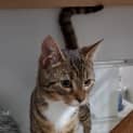 Photo of Tiger