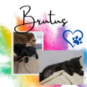 Photo of Brutus