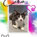 Photo of Echo