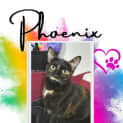 Photo of Phoenix