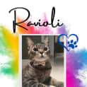 Photo of Ravioli (Ravi)