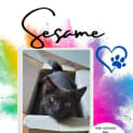 Photo of Sesame
