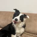 Photo of Daisy