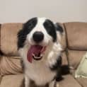 Photo of Daisy
