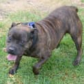 Photo of Pepper