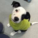 Photo of Girlie
