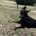 Photo of Mr. Kiesel Von Dobermann Esq.
