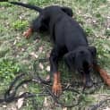 Photo of Mr. Kiesel Von Dobermann Esq.