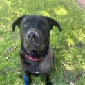 Photo of Angus 