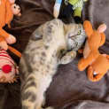 Photo of Valentino