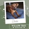 Photo of Dixie