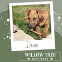 Photo of Dixie