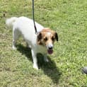 Photo of Archie 