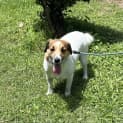 Photo of Archie 