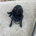 Photo of Ebony