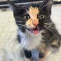 Photo of Saffron