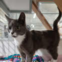 Photo of Tuffet