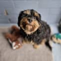 Photo of Milo