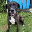Photo of Dexter