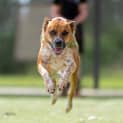 Photo of Honey
