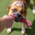 Photo of Honey