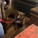 Photo of Shadow   6 Year Old Staffy X (Trial)