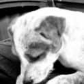 Photo of Angus