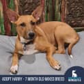 Photo of Harry 7 Month Old Mixed Breed (Trial)