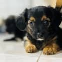Photo of Fondue